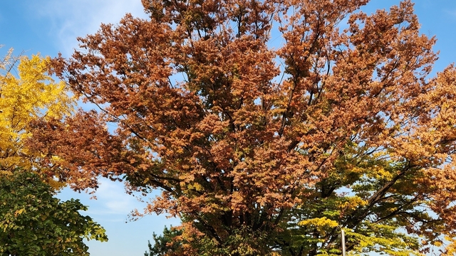 Seoul 24 autumn-65.jpg