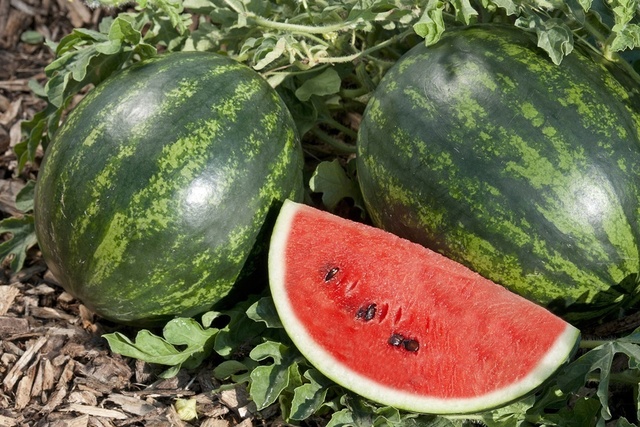 Watermelon_19-1.jpg