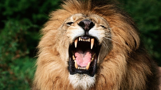 angry_animal23-2.jpg