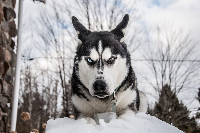 angry_animal23-4.jpg
