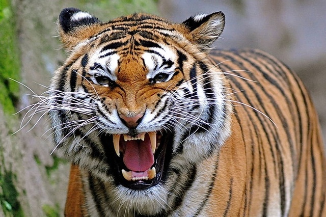 angry_animal23-5.jpg