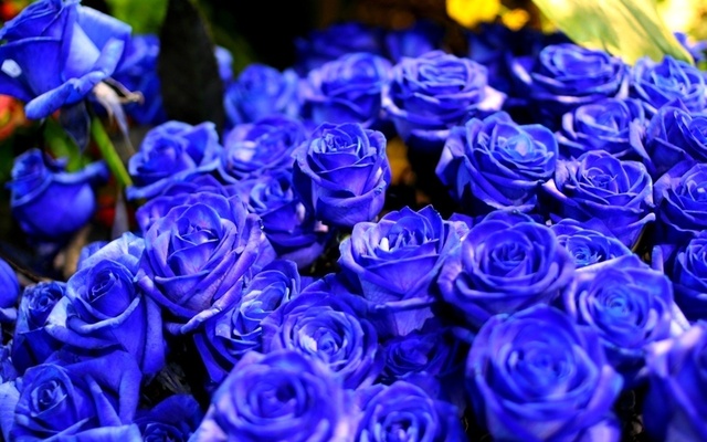 blue_rose.jpg
