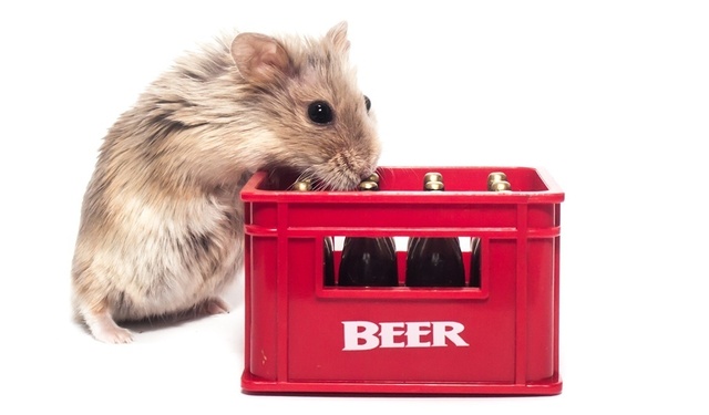 hamster_drunk-2.jpg