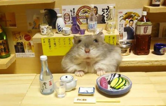 hamster_drunk-3.jpg