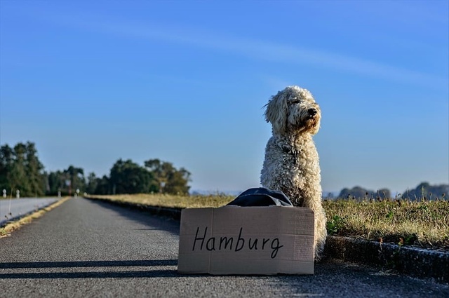 hitch-hike-1.jpg
