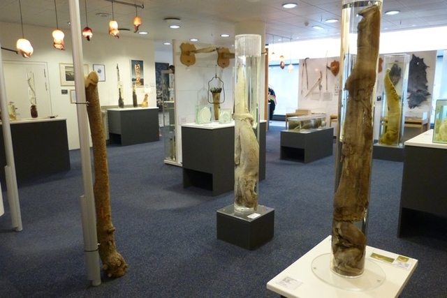 iceland-penis-museum-2.jpg