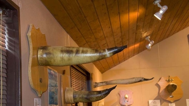 iceland-penis-museum-3.jpg