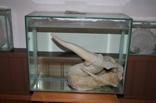 iceland-penis-museum-4.jpg
