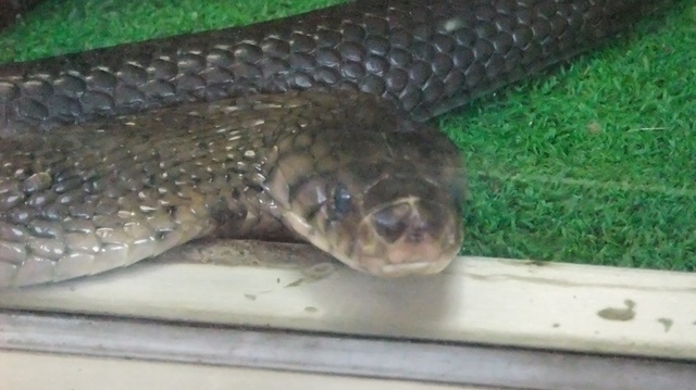 jp-snake-center2.JPG