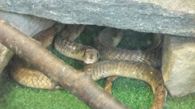 jp-snake-center3.JPG