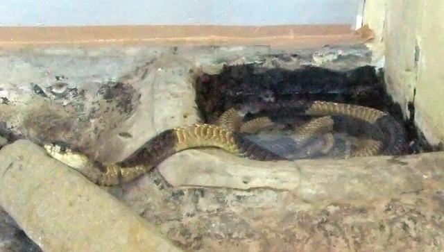 jp-snake-hananaga.JPG