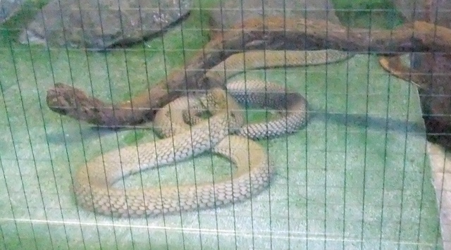 jp-snake-king.JPG
