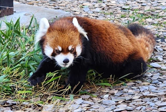 lesser panda fuji 24-1.jpg