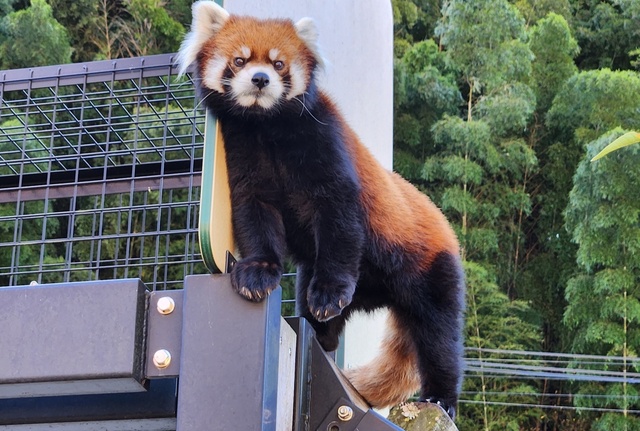 lesser panda fuji 24-10.jpg