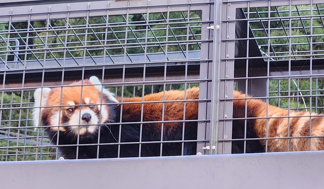 lesser panda fuji 24-2.jpg