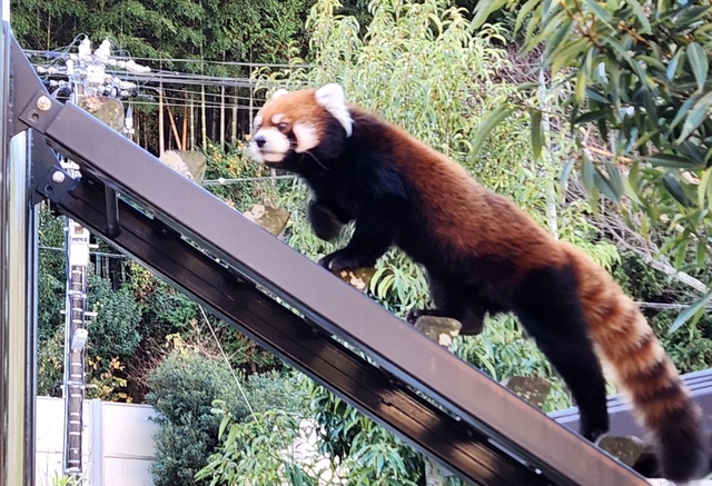 lesser panda fuji 24-4.jpg