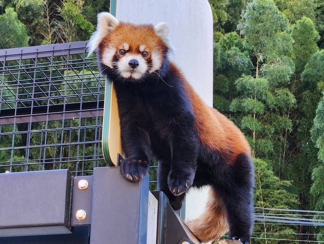 lesser panda fuji 24-5.jpg