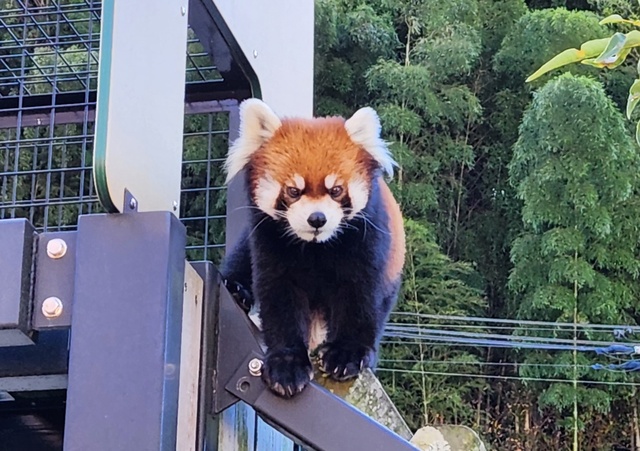lesser panda fuji 24-6.jpg