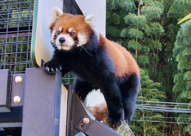 lesser panda fuji 24-7.jpg