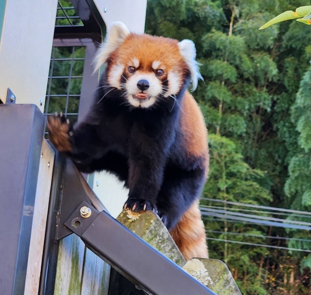 lesser panda fuji 24-8.jpg
