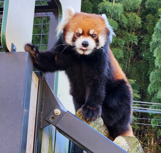 lesser panda fuji 24-9.jpg