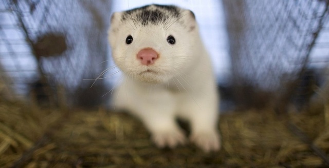 mink2020-1.jpg