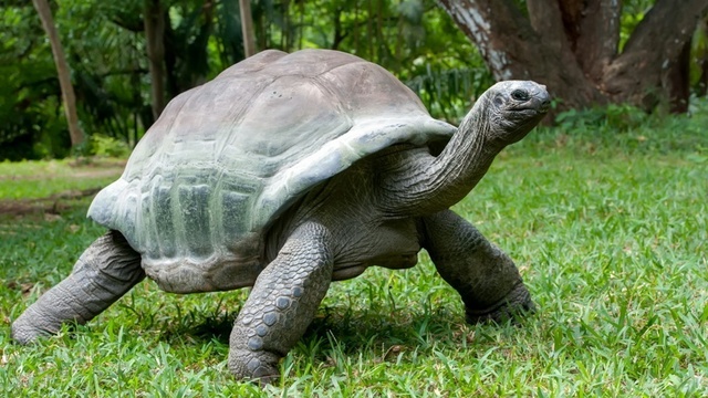 old_turtle.jpg