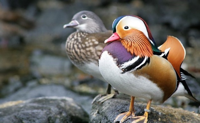 oshidori_couple.jpg