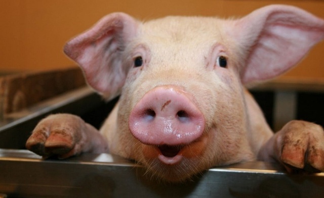 pig_face.jpg