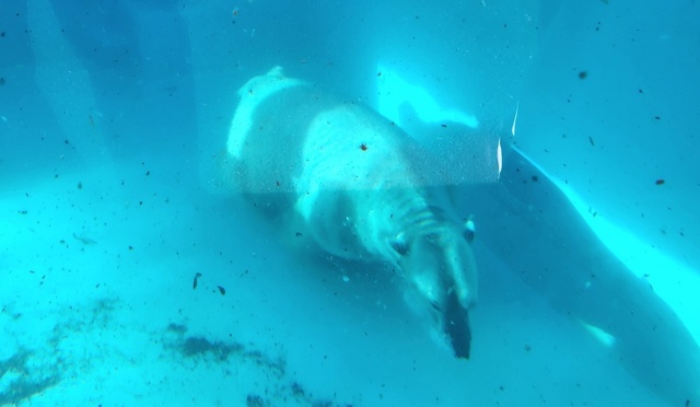 pola_bear24-1.jpg
