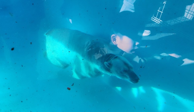 pola_bear24-2.jpg