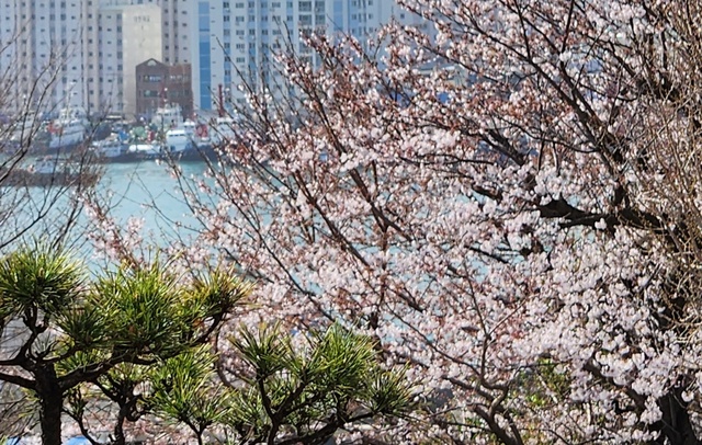 pusan240386.jpg