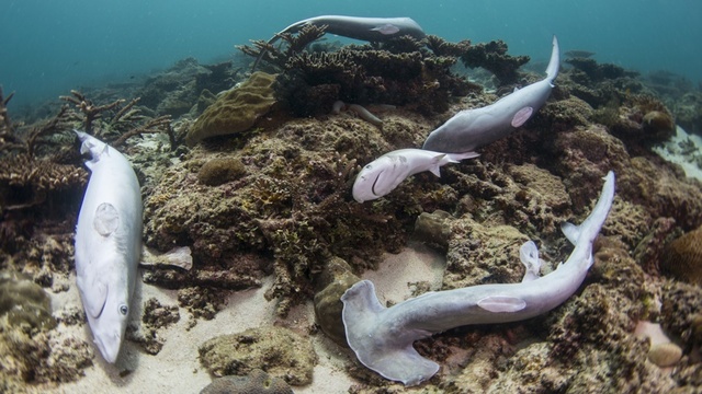 shark-fin-3.jpg