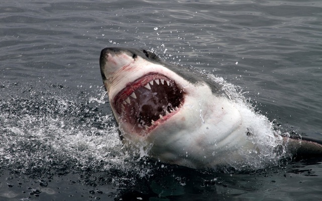 shark-fin-5.jpg