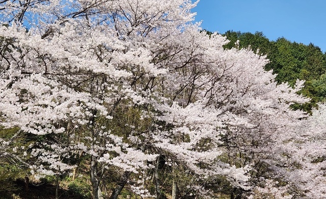 tanigumisan23-9.jpg