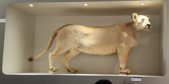 ueno_museum24-1.jpg