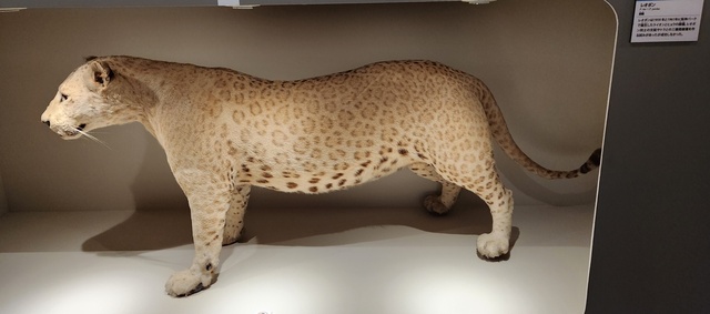 ueno_museum24-2.jpg