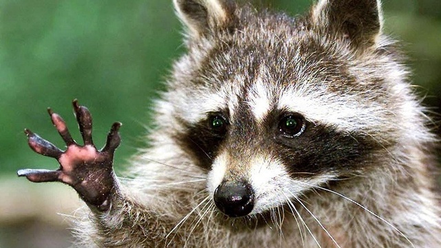 wild_racoon-1.jpg