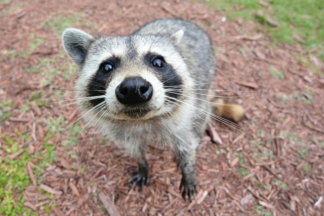 wild_racoon-2.jpg
