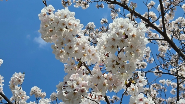biwako25-0.jpg
